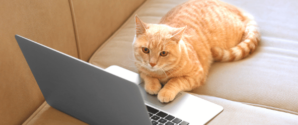 パソコンを触る猫