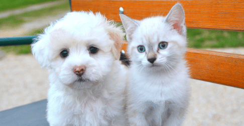 白い犬と猫が寄り添っている