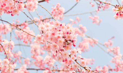 空と満開の美しい桜