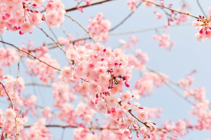 空と満開の美しい桜