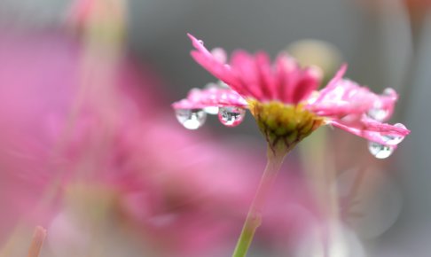ピンクの花。すこし濡れているが綺麗に咲いている