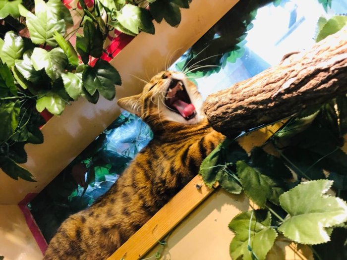 猫カフェにて。あくびする猫
