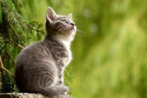 空を見上げる子猫