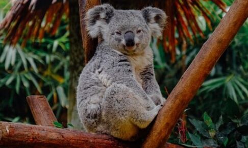 木の上のコアラ