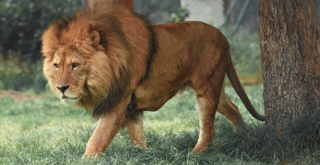 草原のライオン