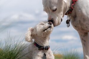 仲良しの犬