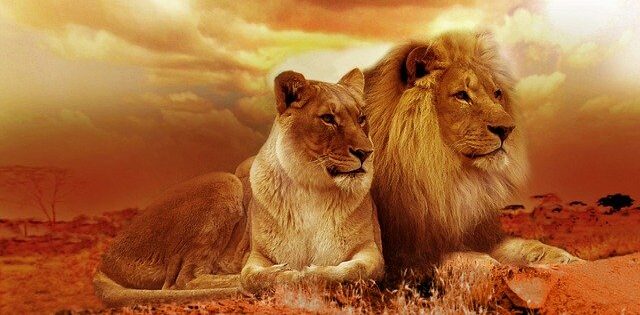 寄り添うライオンの夫婦
