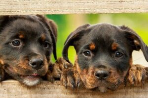柵から顔を出す犬
