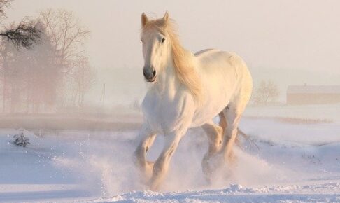 雪原を駆け抜ける白馬