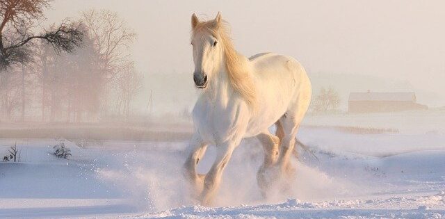雪原を駆け抜ける白馬